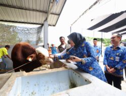 Melihat Peternakan Sapi Beromset Miliaran Rupiah yang Digawangi Anak Muda Banyuwangi