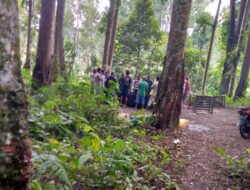 Lokasi Sabung Ayam Di Gombengsari Bertempat Di tengah Hutan Pinus
