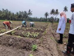 Sokoguru Bangsa: Terima Kasih Petani Banyuwangi