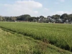 Petani di Dusun Bedali Mengeluh Kekeringan, Irigasi Diduga Dialihkan ke Tanah Kas Desa