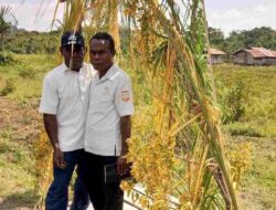 Sang Mantri dari Hutan: Marsellinus Wellip, Mengabdi untuk Kesehatan Masyarakat Papua