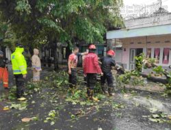 Gerak Cepat Polresta Banyuwangi Bersama Stage Holder Terkait Atasi Pohon Tumbang Yang Tutup Jalan
