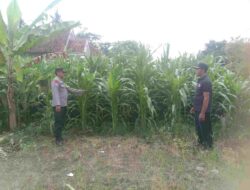 Dukung Ketahanan Pangan, Bhabinkamtibmas Polresta Banyuwangi Pantau Pertumbuhan Jagung
