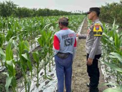 Dukung Ketahanan Pangan, Polresta Banyuwangi Gandeng Warga Kembangkan Pertanian Lokal