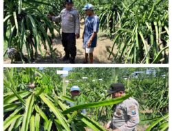 Implementasi Asta Cita Presiden; Bhabinkamtibmas Polresta Banyuwangi dukung Pemanfaatan Pekarangan untuk Budi Daya Tanaman Naga