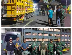 TNI, Polri, dan Karantina Banyuwangi Gagalkan Pengiriman 66 Ekor Babi Tanpa Dokumen dari Bali
