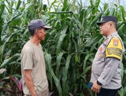 Bantu Petani Jagung, Polresta Banyuwangi Turun Langsung ke Lahan