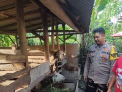 Pemanfaatan Lahan Kosong untuk Peternakan Domba di Desa Glagah Dukung Program Presiden Prabowo Subianto Ketahanan Pangan