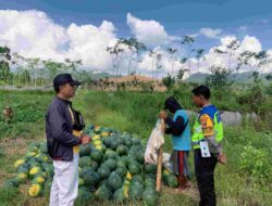 Bhabinkamtibmas Polresta Banyuwangi Dampingi Petani semangka, Dorong Ketahanan Pangan dari Desa