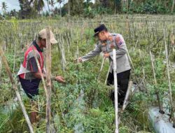 Sukseskan Ketahanan Pangan Nasional, Kapolsek Licin Polresta Banyuwangi Tinjau Budidaya Cabai di Desa Kluncing