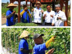 Berdayakan Warga Binaan, Lapas Banyuwangi Panen Perdana Kacang Panjang di Lahan SAE