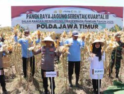 Komitmen Ketahanan Pangan Nasional, Kapolda Jawa Timur Bersama Forkopimda Banyuwangi Gelar Panen Jagung Serentak 1.446 Ton